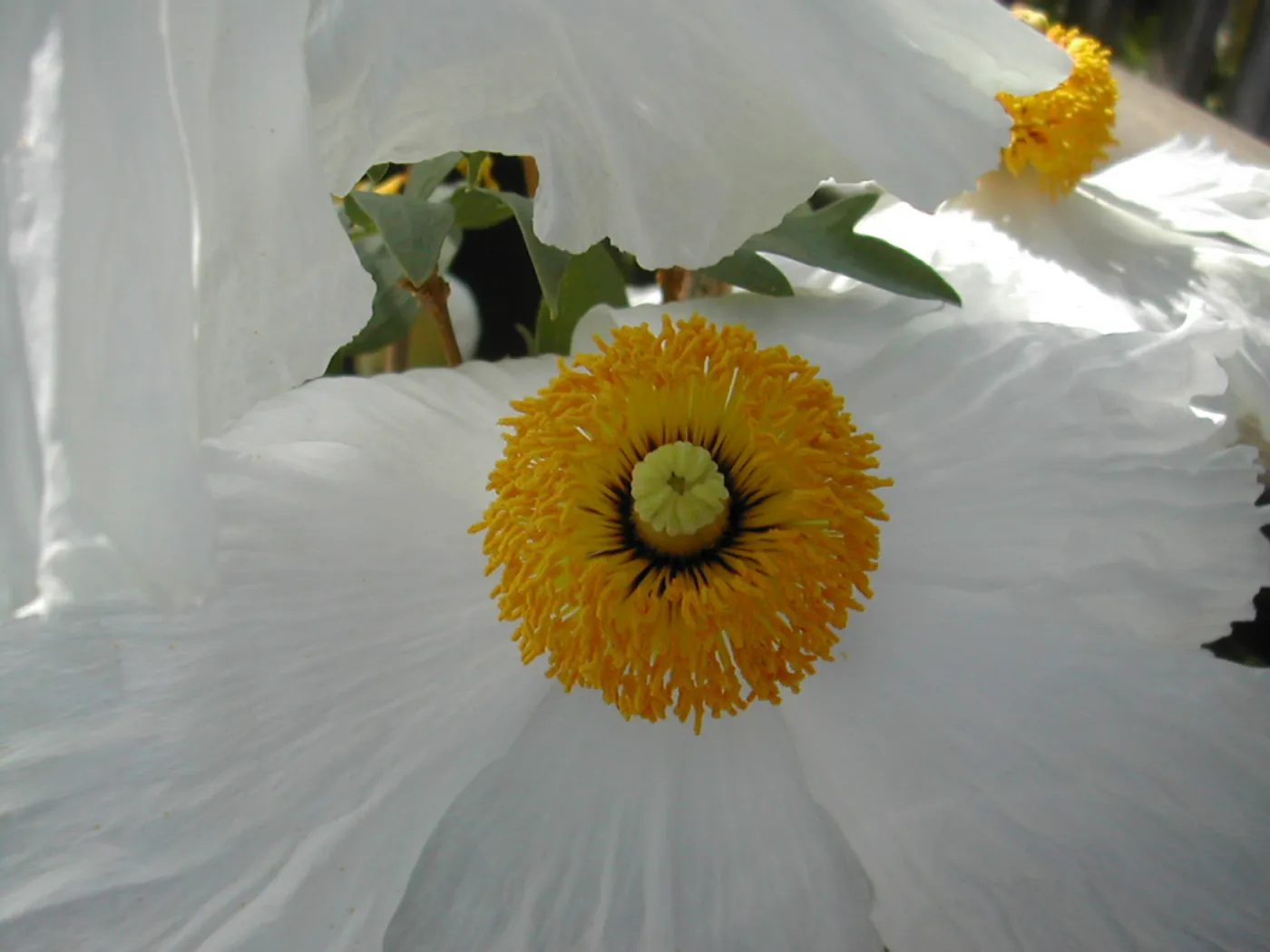 Romneya trichocalyx flower