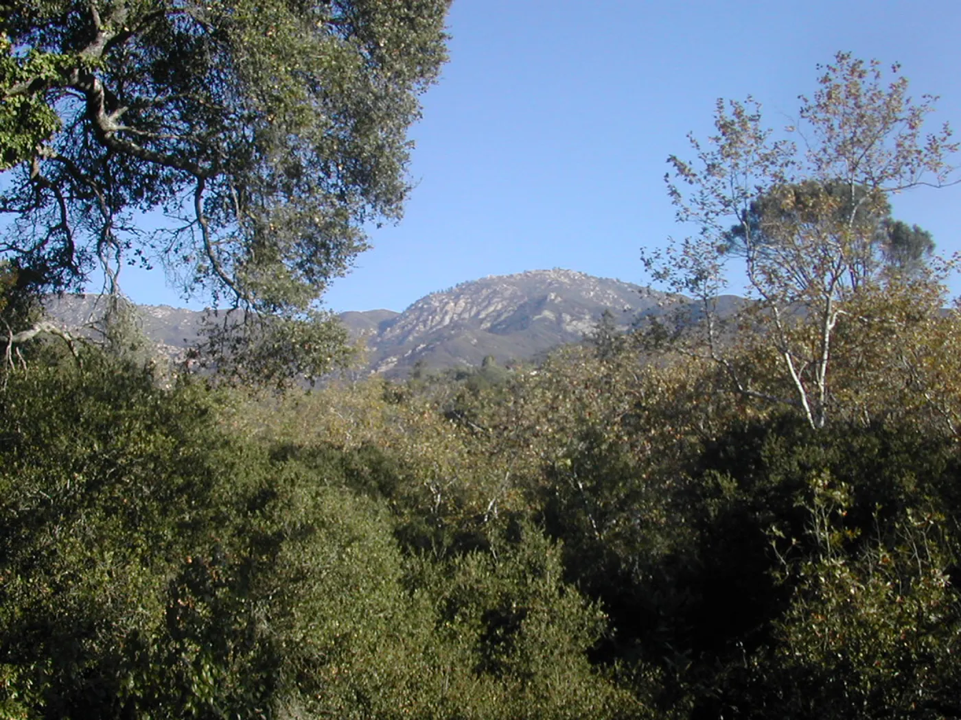 mountain view from SBBG