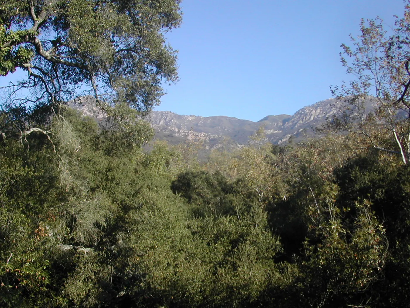 mountain view from SBBG