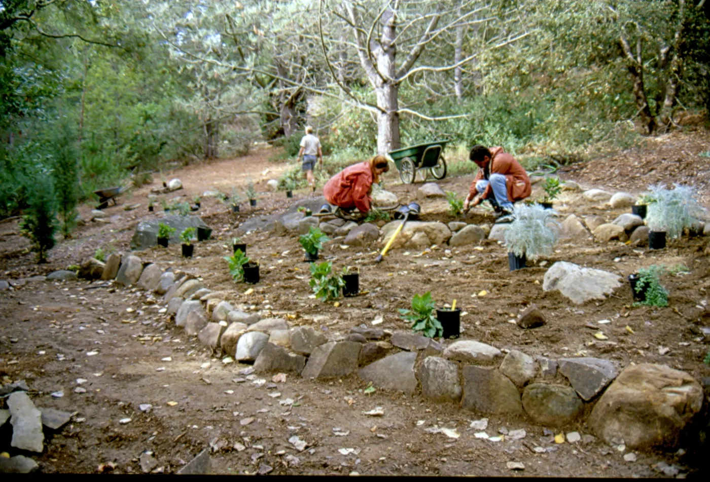 Installation of Island Rare Plant display