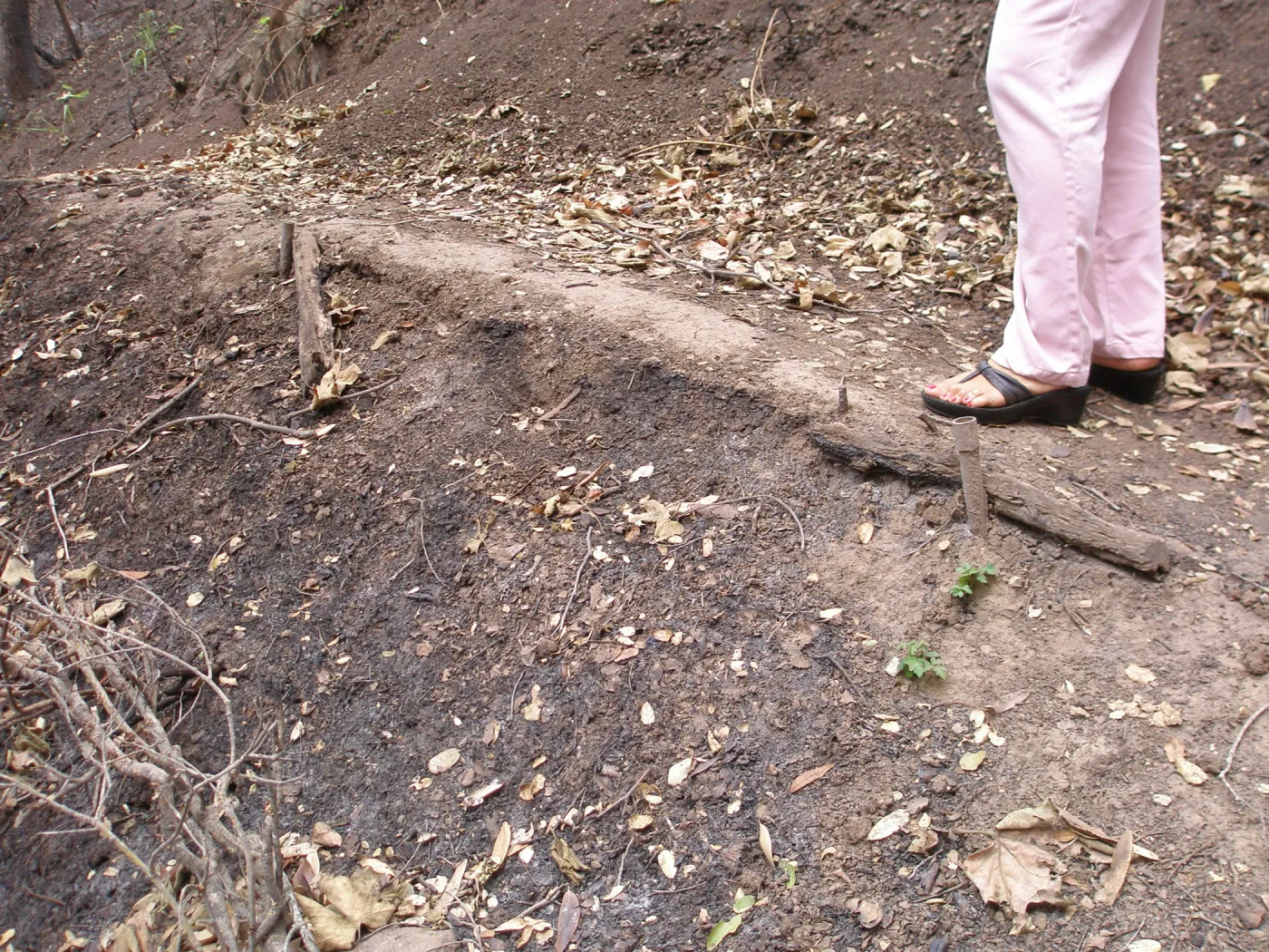 Pritchett Trail after the Jesusita Fire