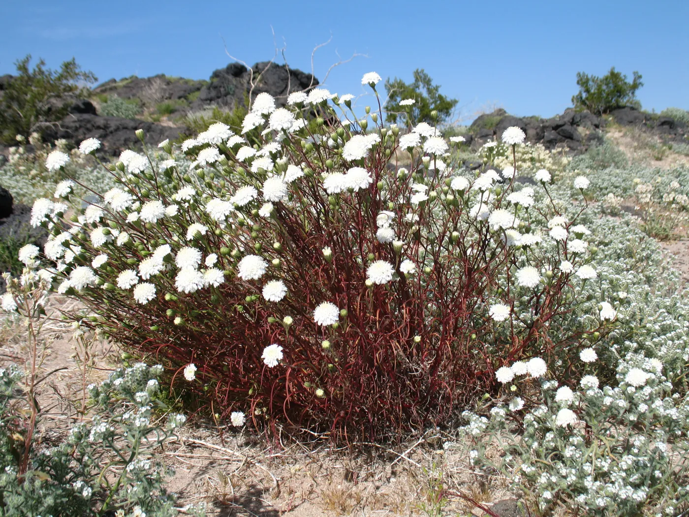 Chaenactis fremontii, Crypthantha