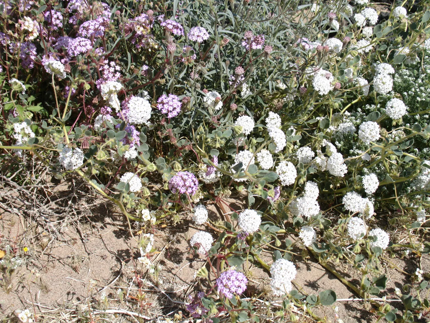 White and pink flowered Sand Verbena near Amboy Crater