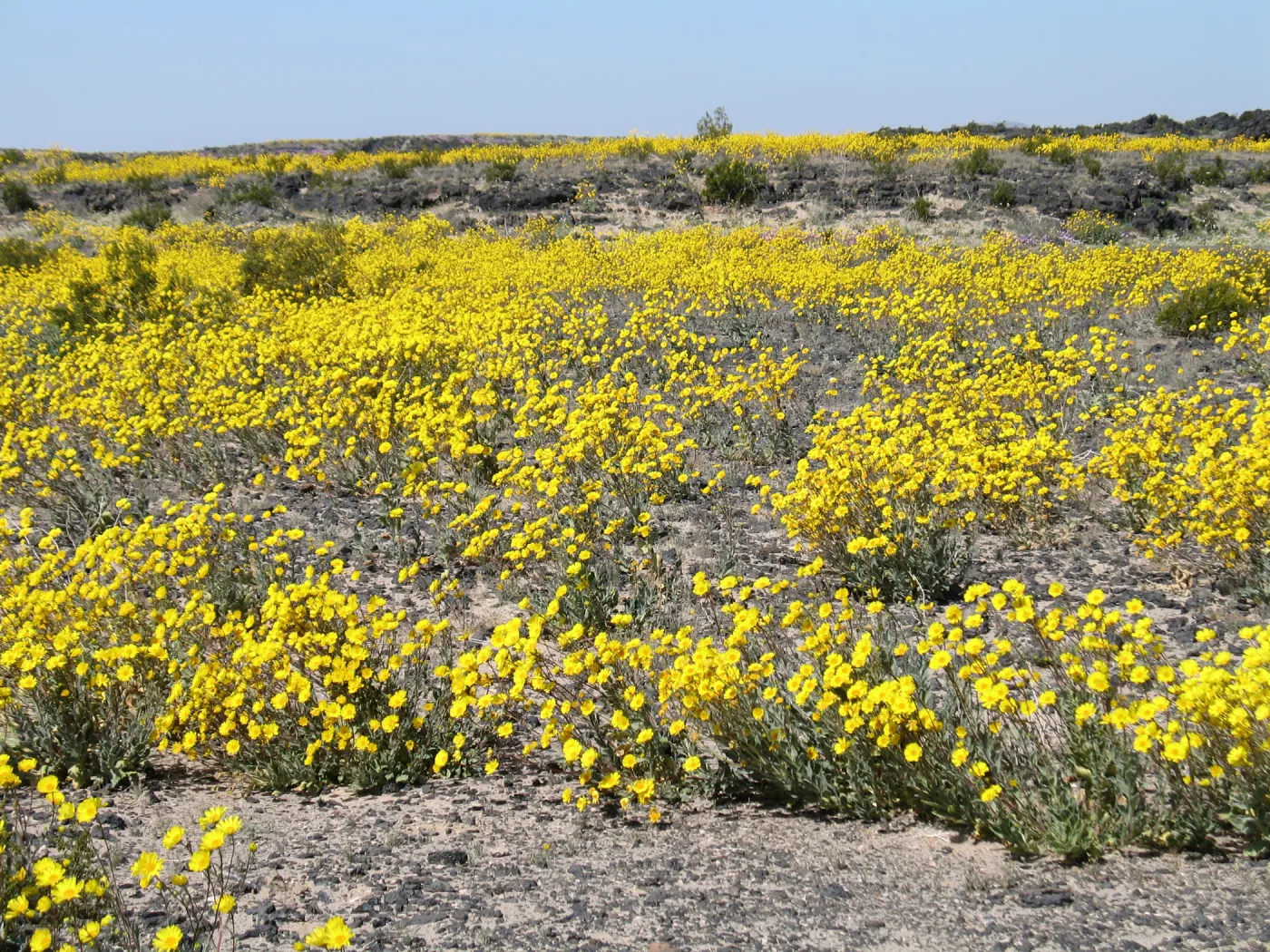 Desert Sunflower display near Amboy Crater