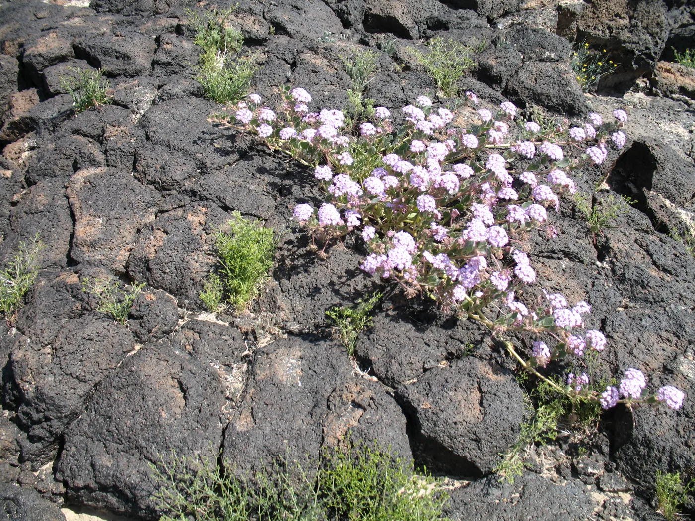 Abronia villosa