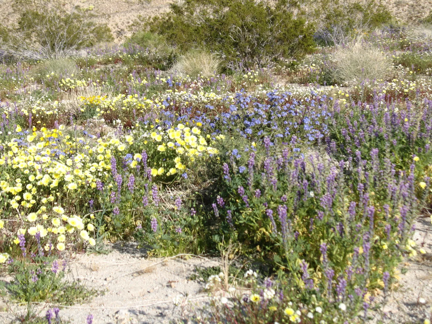 SBBG_BD_02205.jpg