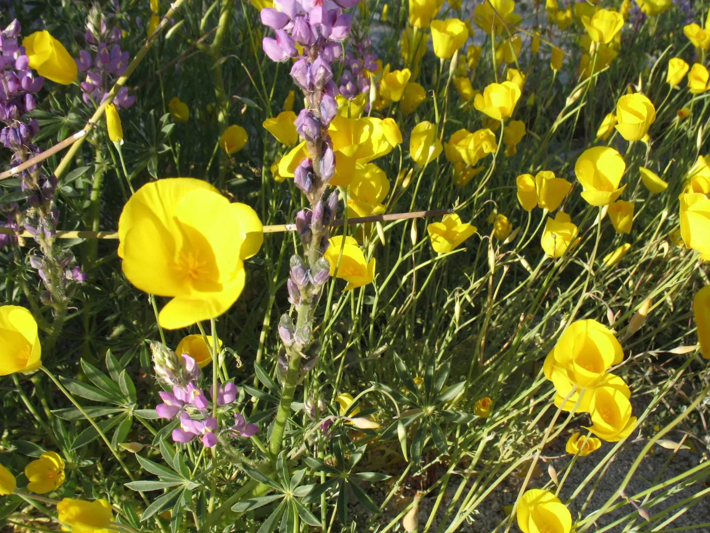 Eschscholzia caespitosa, Sheep Hole Mountains, Amboy Rd.