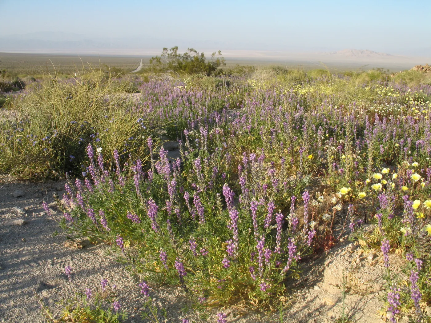 Lupinus hirsutissimus, Sheephole Pass
