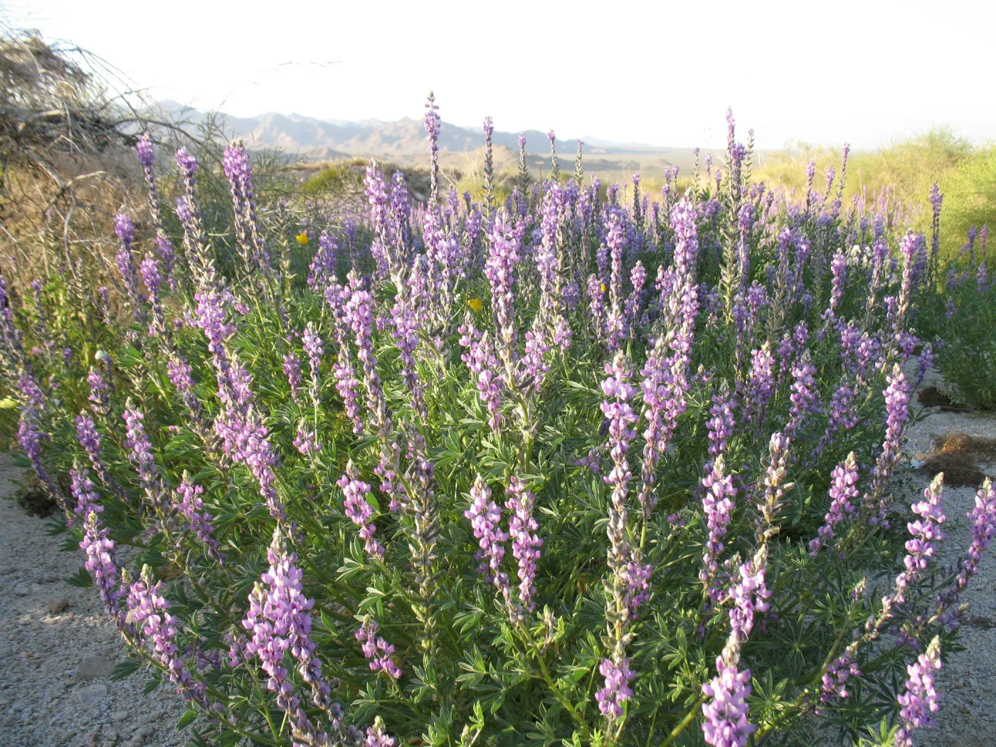 Lupinus hirsutissimus, Sheephole Pass