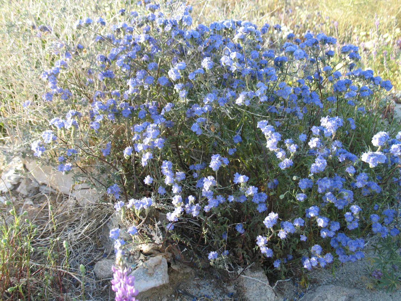 Phacelia distans
