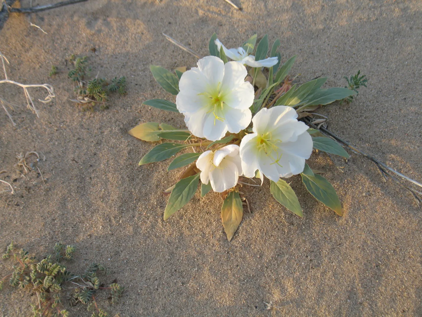 Oenothera deltoides, Dale Dry Lake