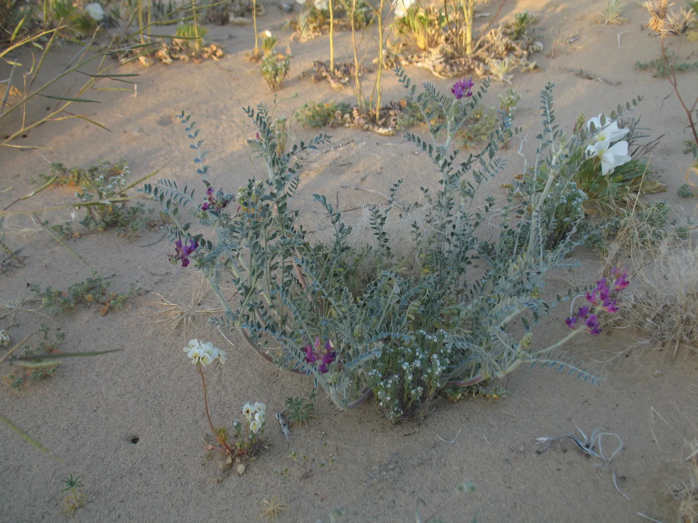 Astragalus, Dale Dry Lake