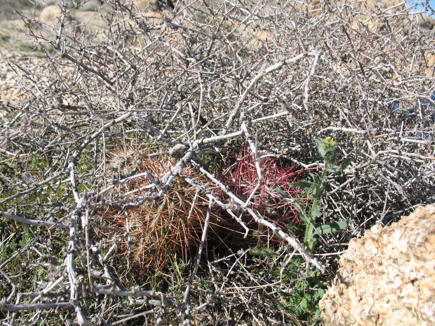 Echinocactus polycephalus under nurse shrub