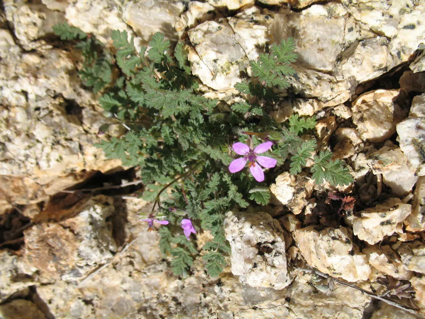 Erodium cicutarium, Trail to 49 Palms Oasis
