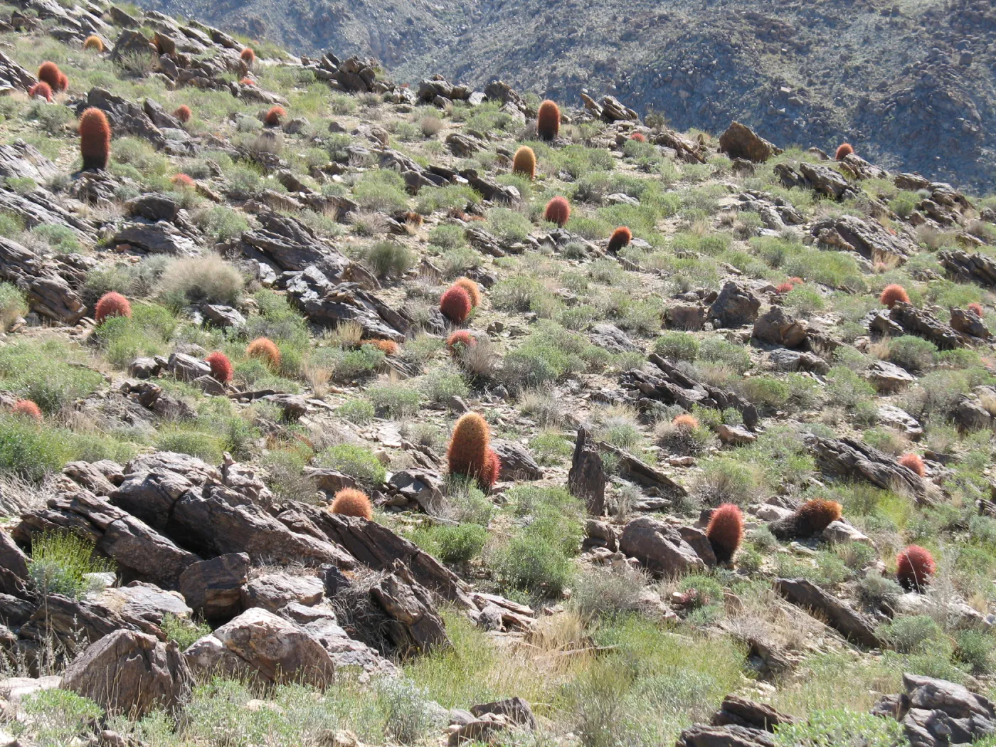 Ferocactus cylindraceus, Trail to 49 Palms Oasis