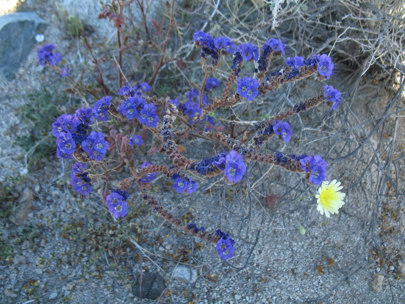 Phacelia
