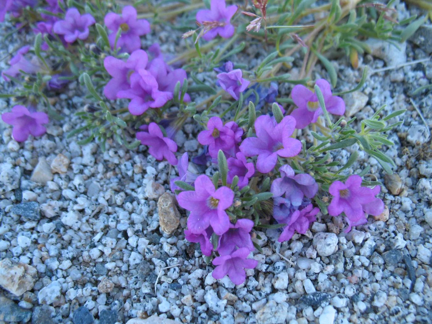 Nama demissum