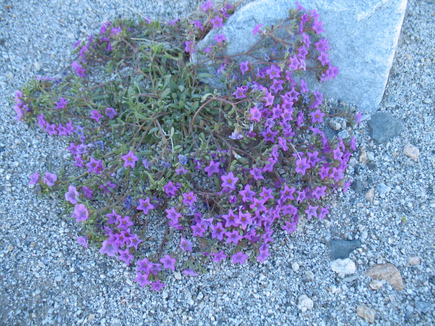Nama demissum