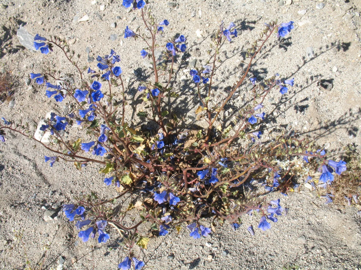 Phacelia viscida?