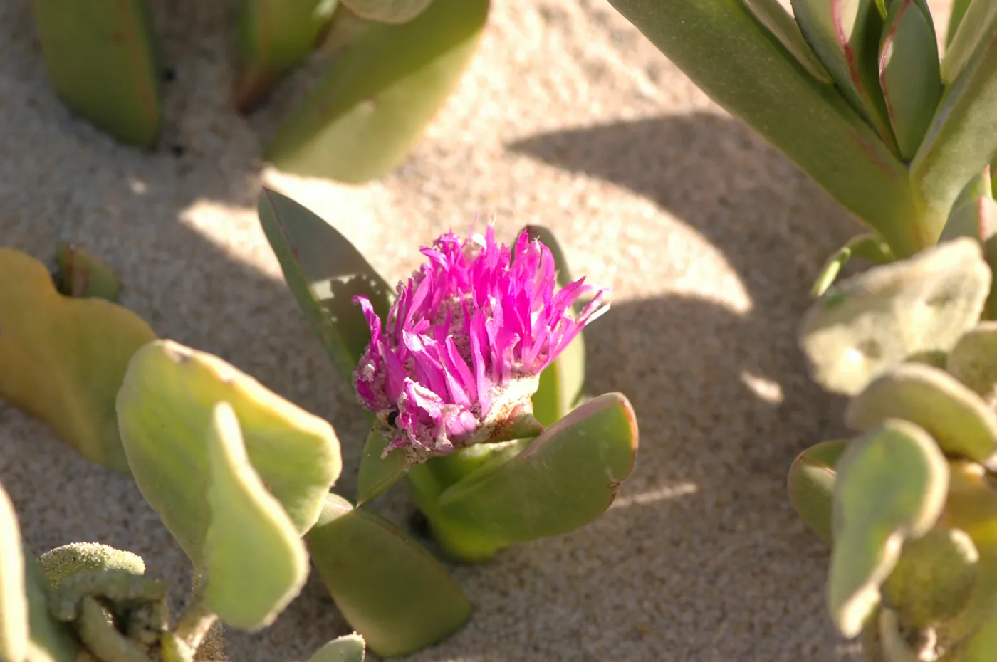 Oso Flaco Lake, Abronia maritima
