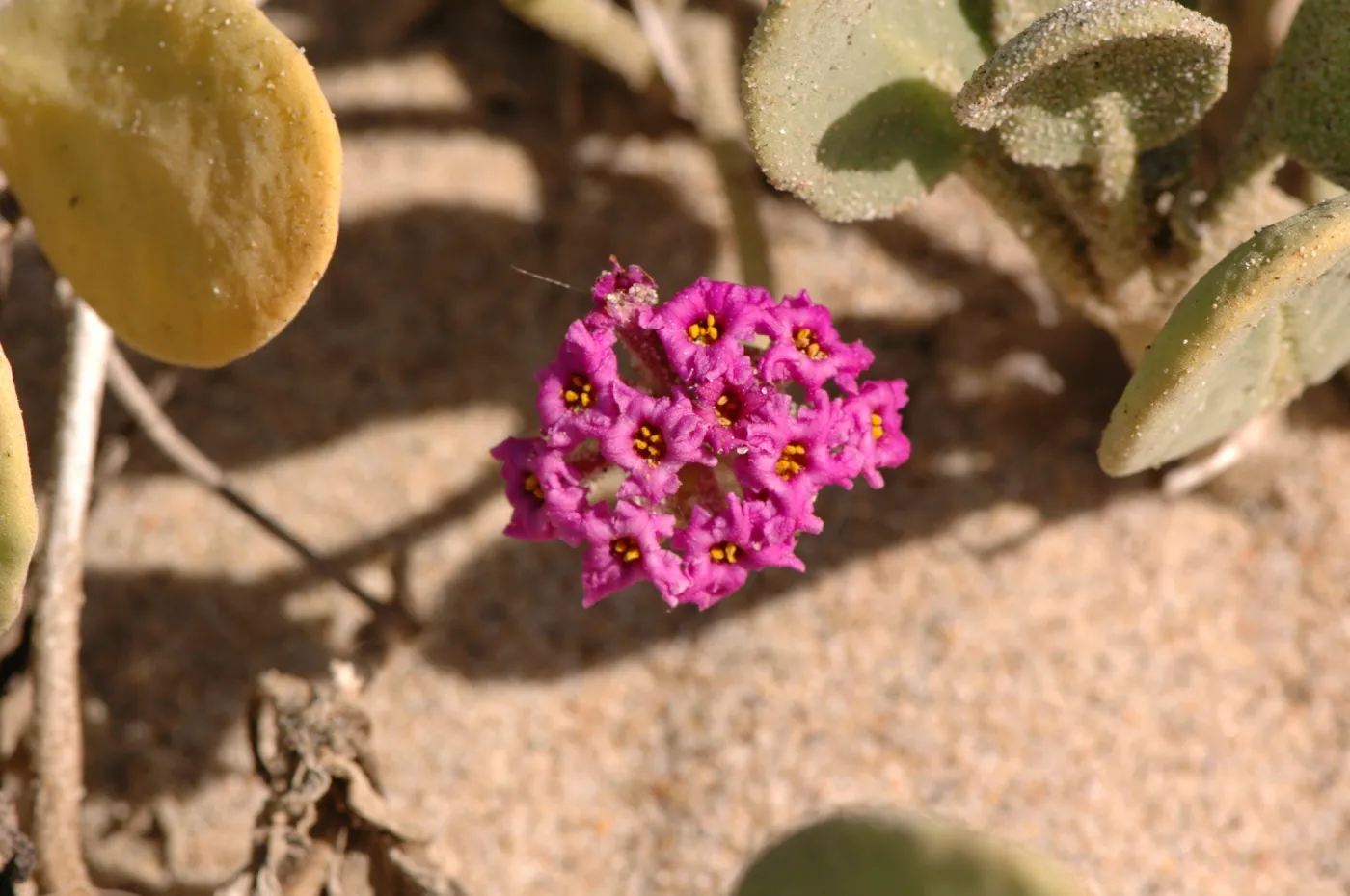 Oso Flaco Lake, Abronia maritima