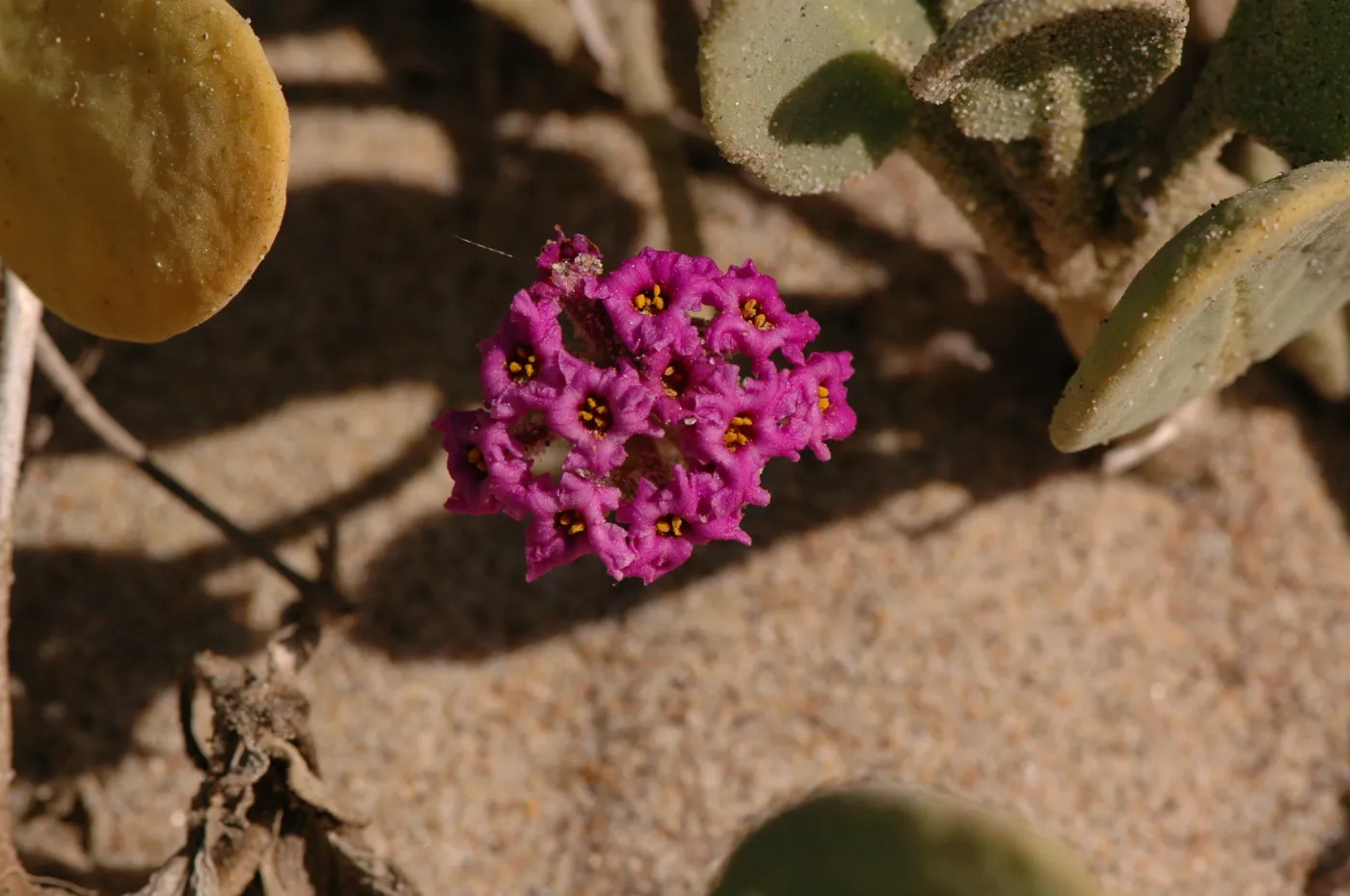 Oso Flaco Lake, Abronia maritima