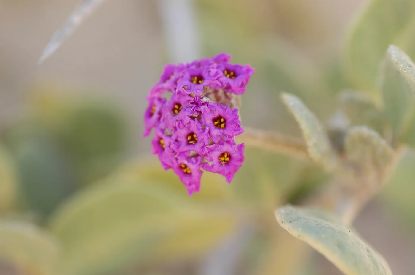 Oso Flaco Lake, Abronia maritima
