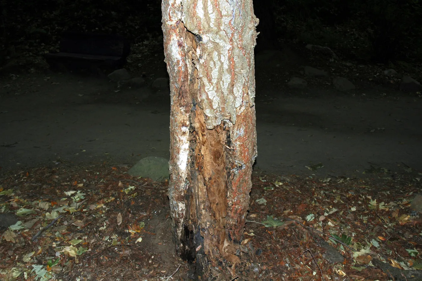 Sick Abies concolor