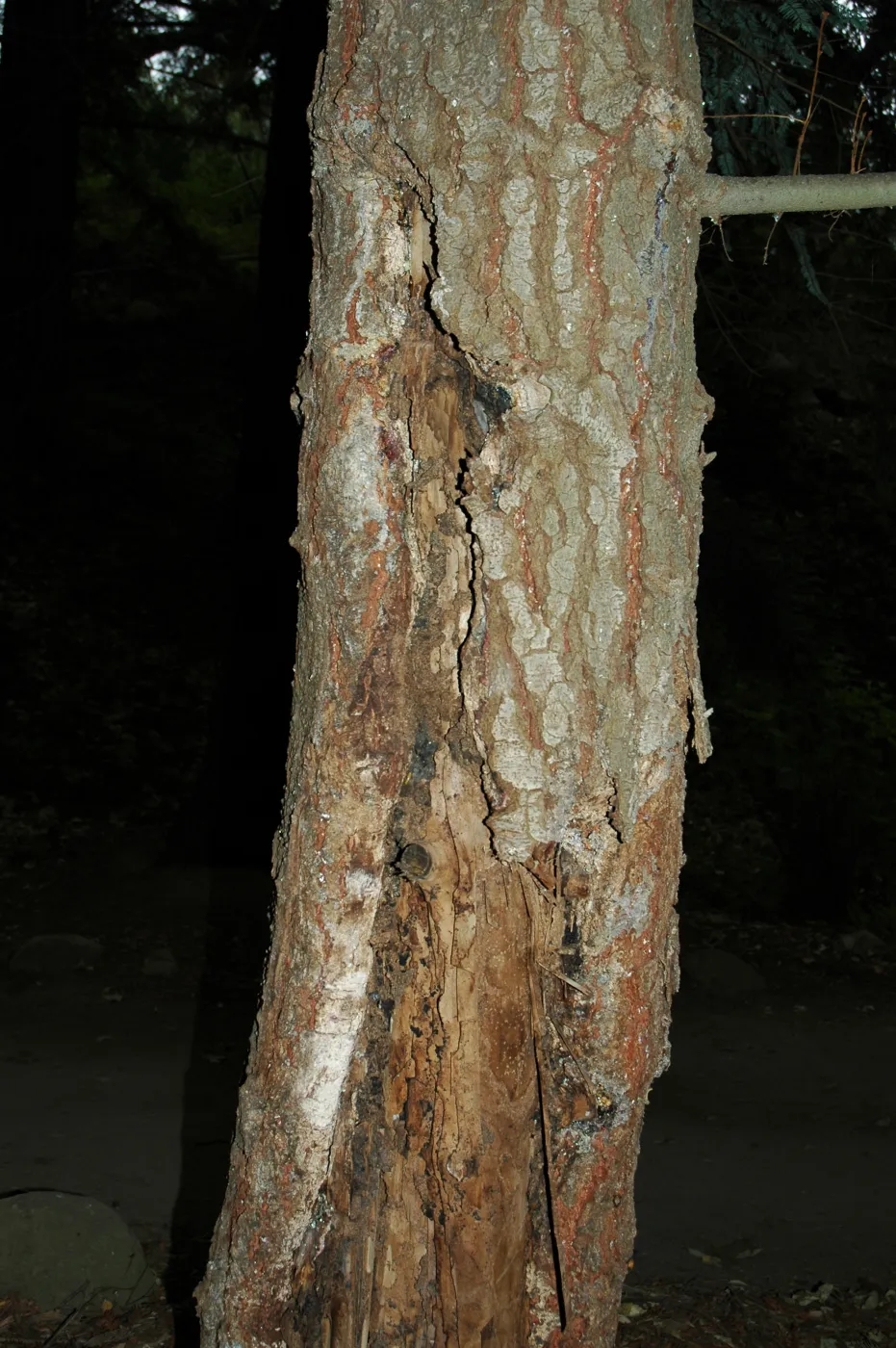 Sick Abies concolor