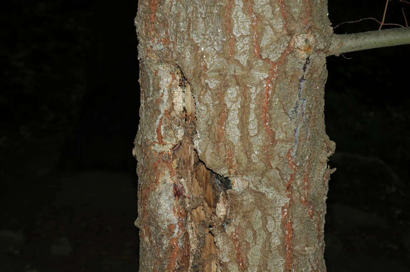 Sick Abies concolor