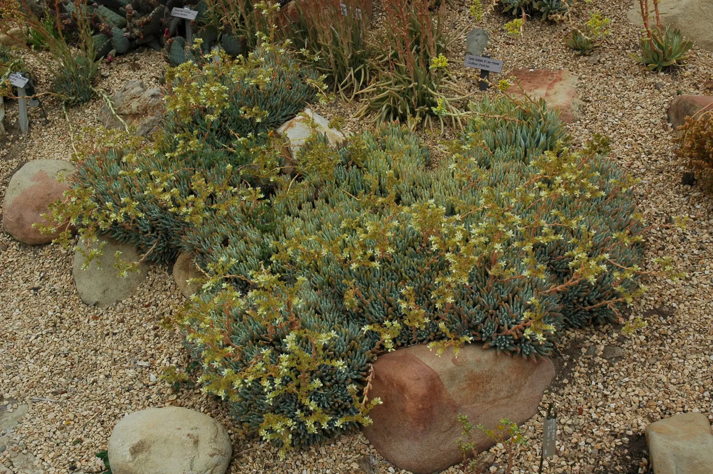 Dudleya virens ssp. hassei in the Dudleya Display