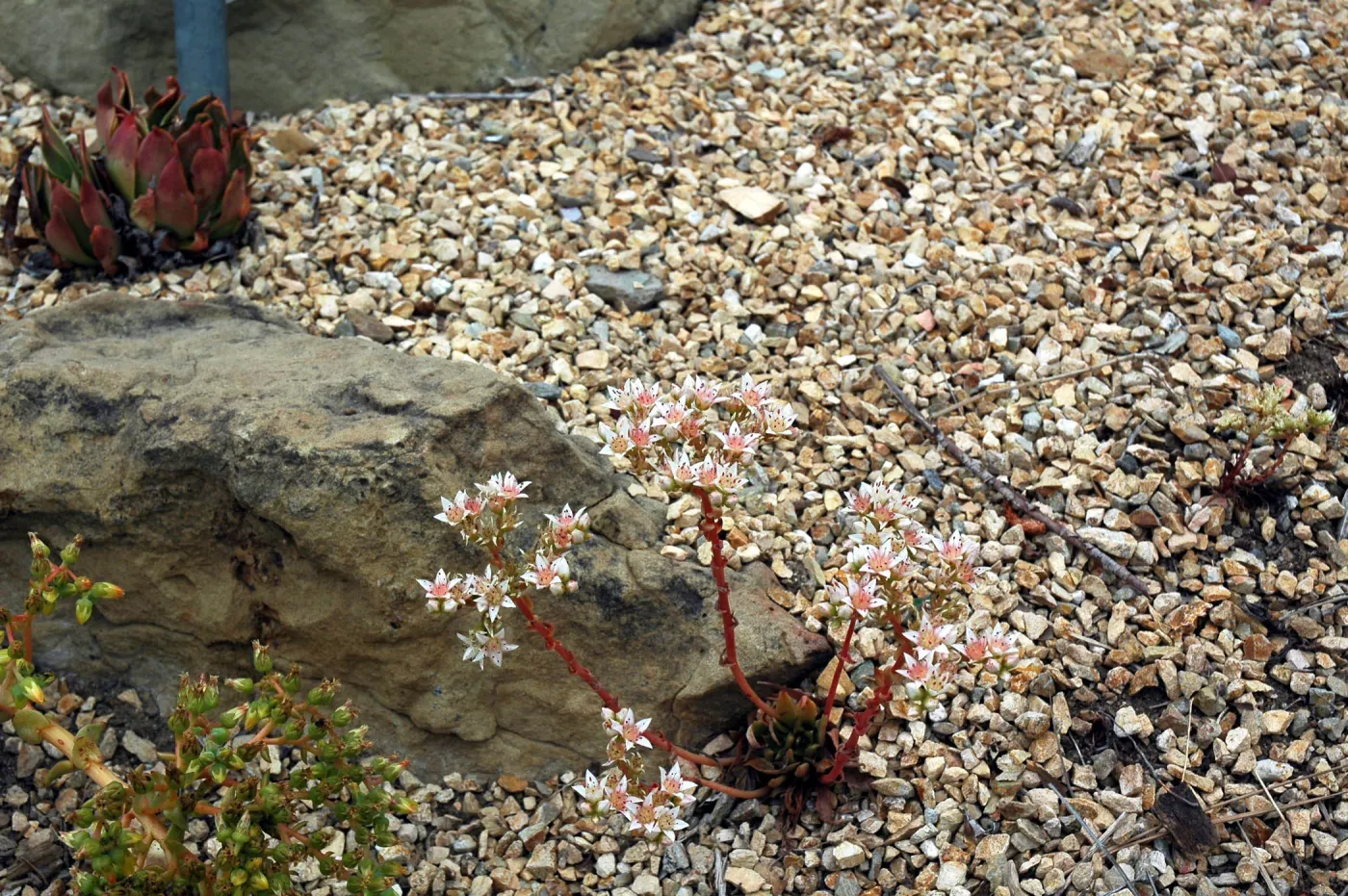 Dudleya nesiotica in the Dudleya Display