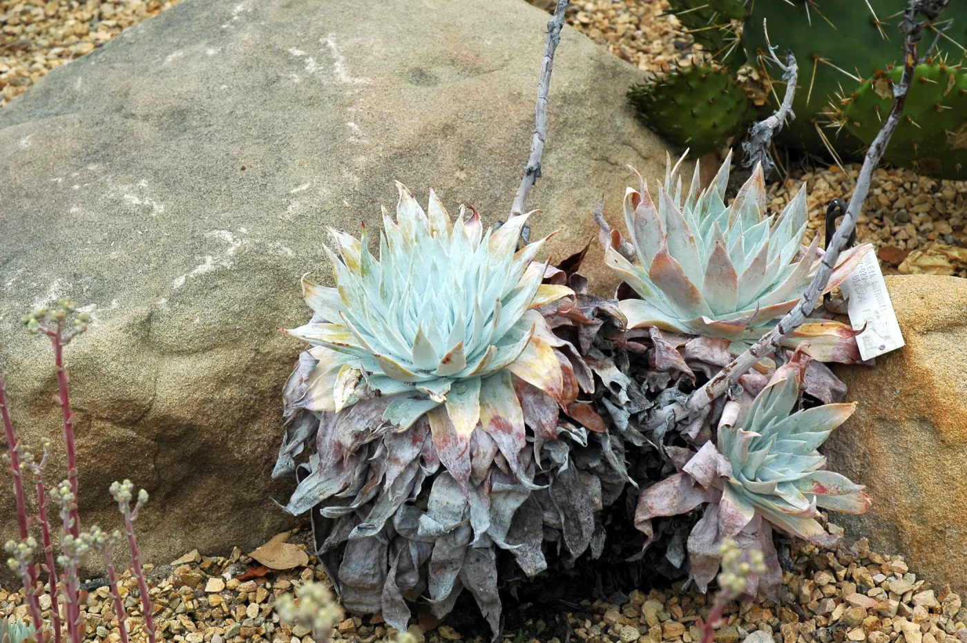 Dudleya anthonyi in the Dudleya Display
