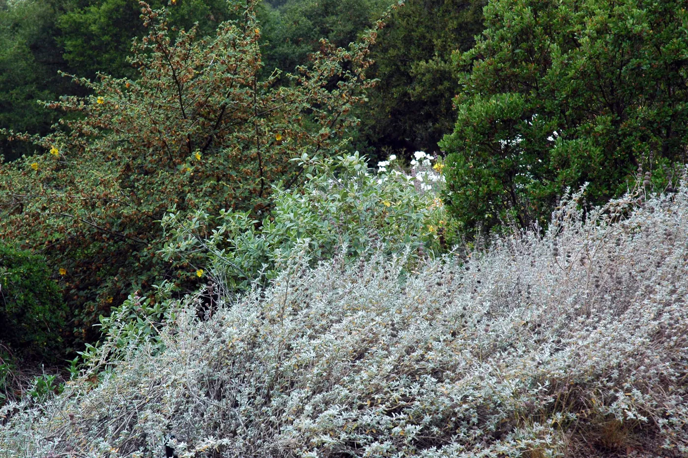 Top of Meadow