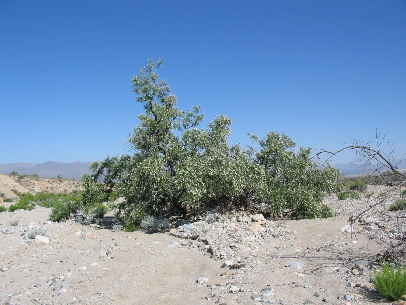 Chilopsis linearis ssp. arcuata, Ivanpah Rd Mojave Desert Preserve 