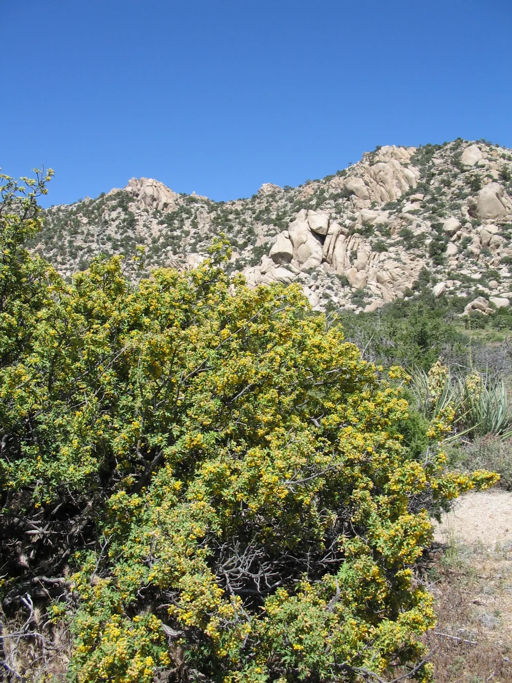Berberis haematocarpa, Caruthers Canyon, New York Mtns 