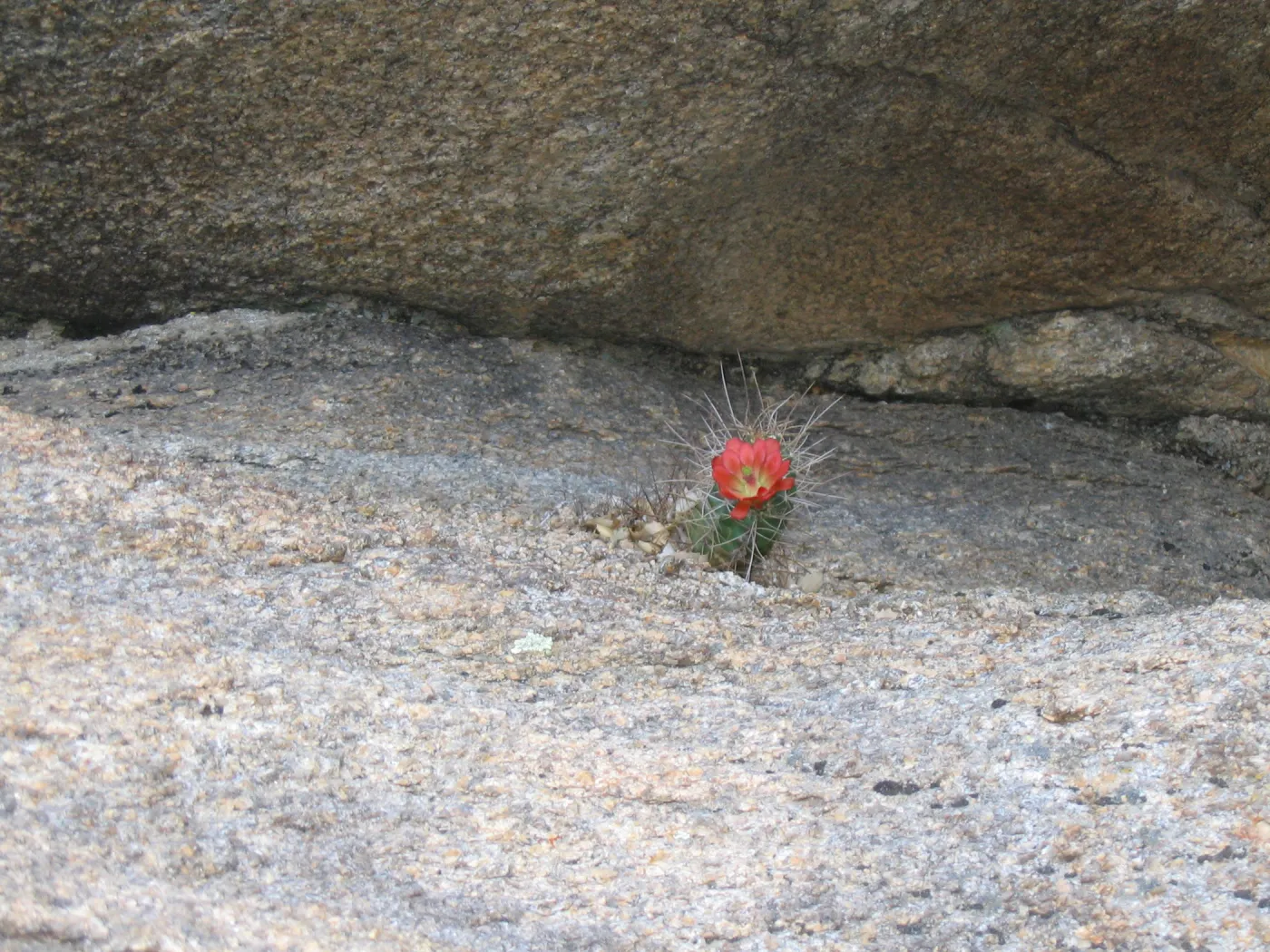 Echinocereus triglochidiatus, Caruthers Canyon, New York Mtns 