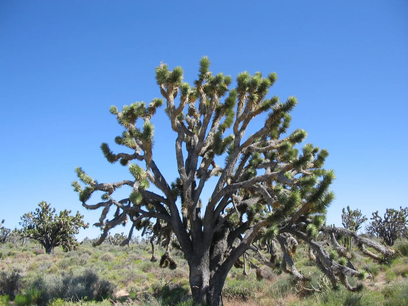 Yucca brevifolia, Sunshine Road ~0.5 miles northeast of Cima Rd 