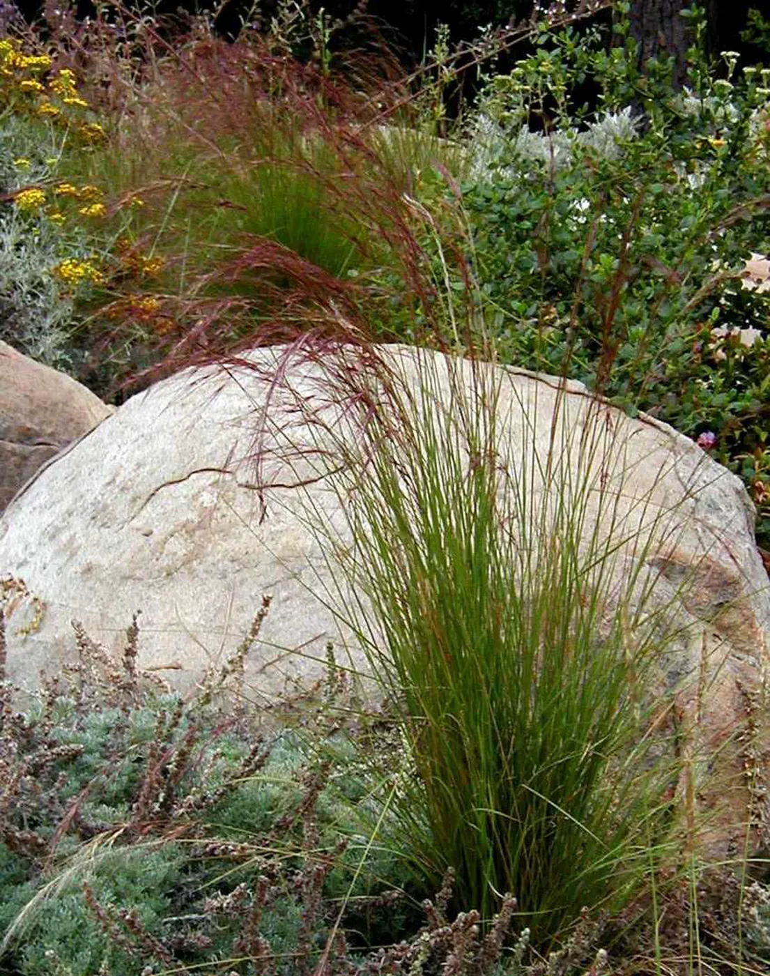 Aristida purpurea