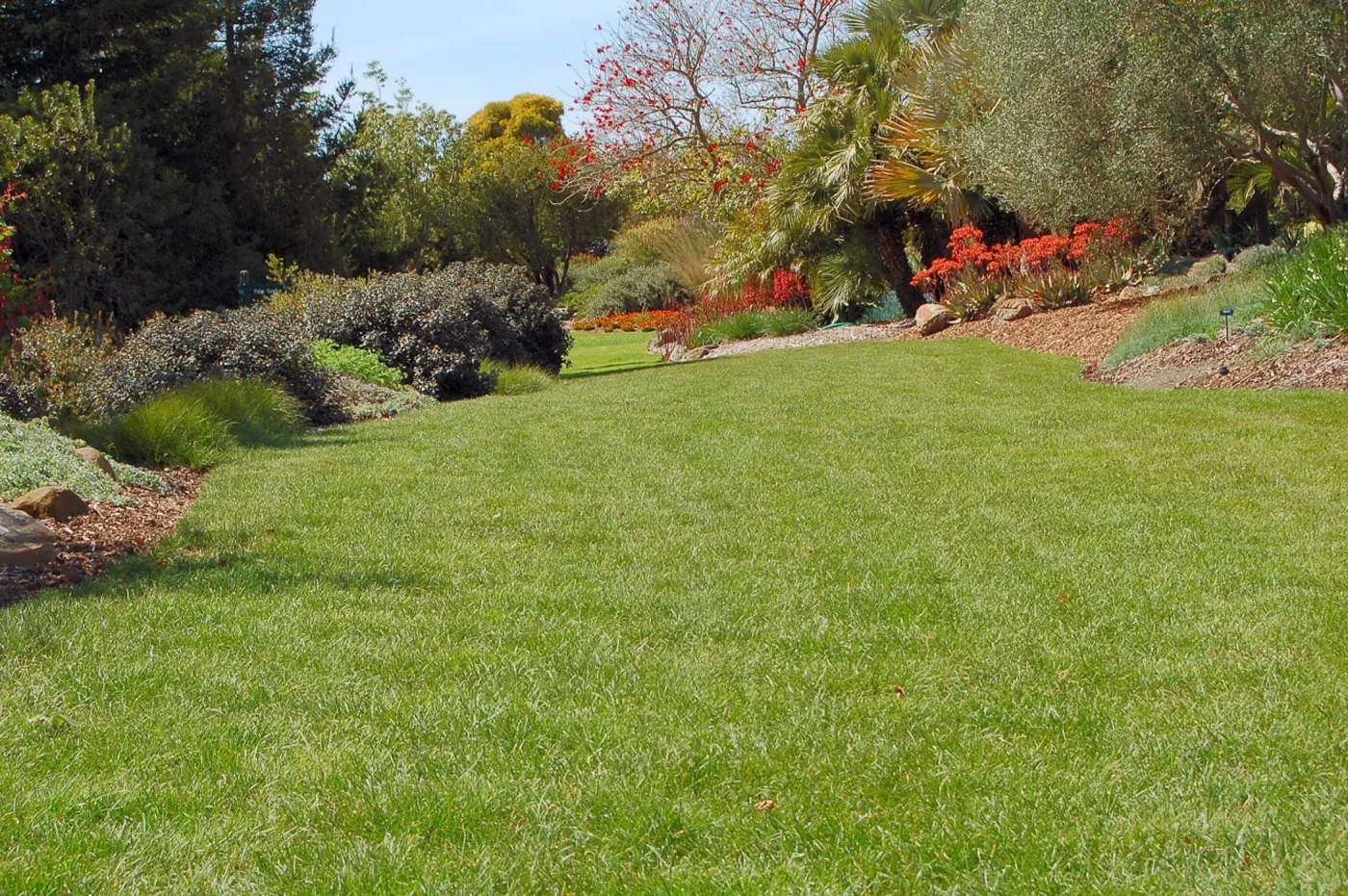 Carex praegracilis lawn