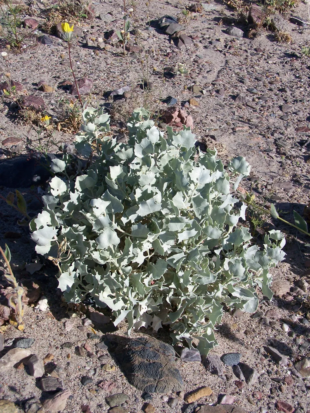 Atriplex hymenelytra