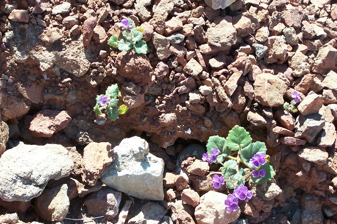 Phacelia