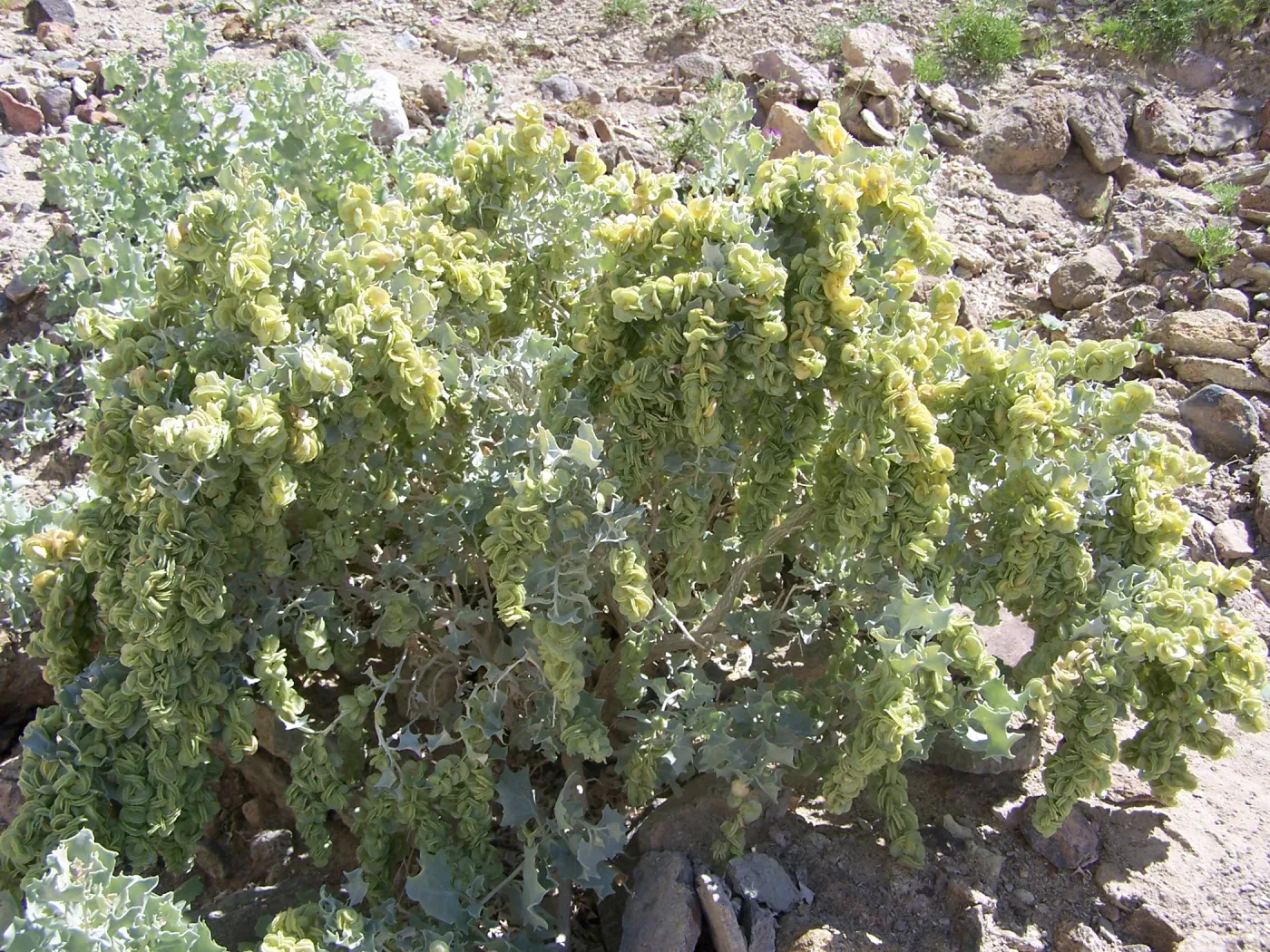 Atriplex hymenelytra