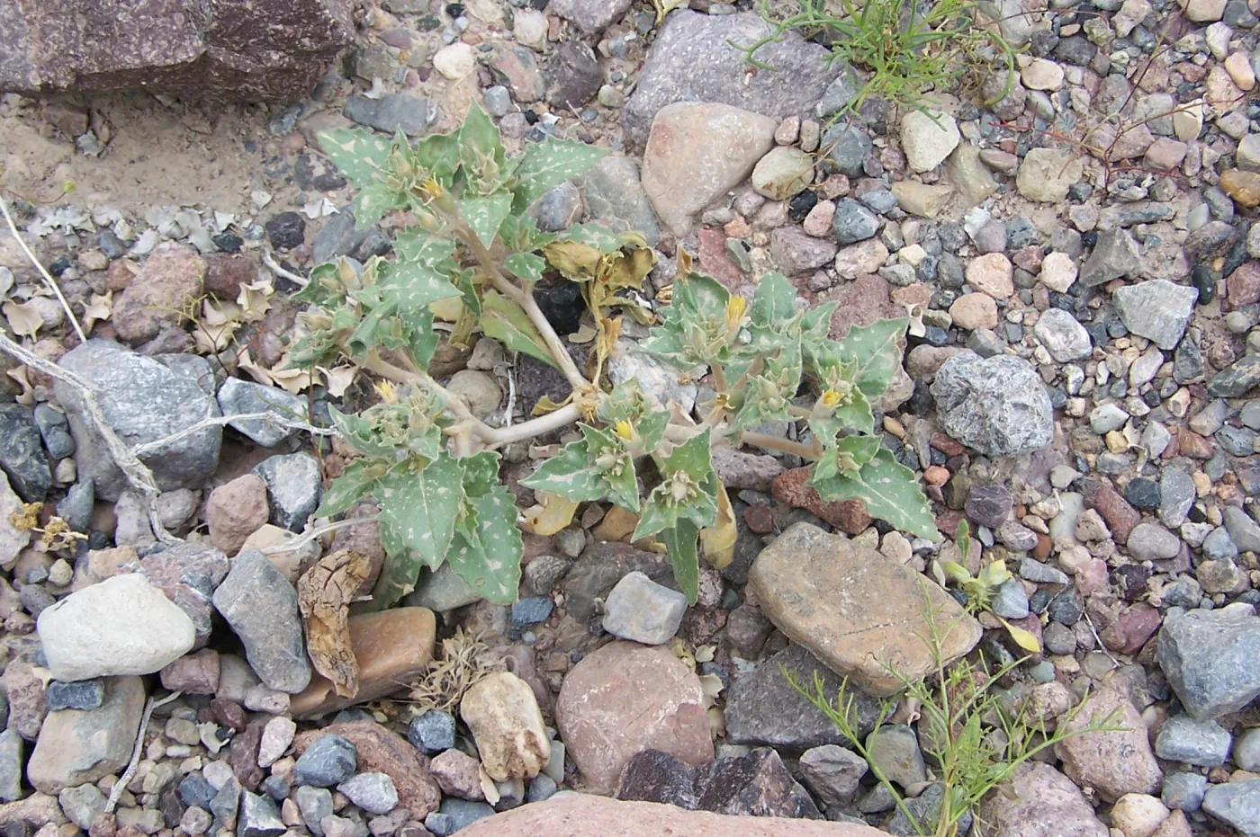 Mentzelia