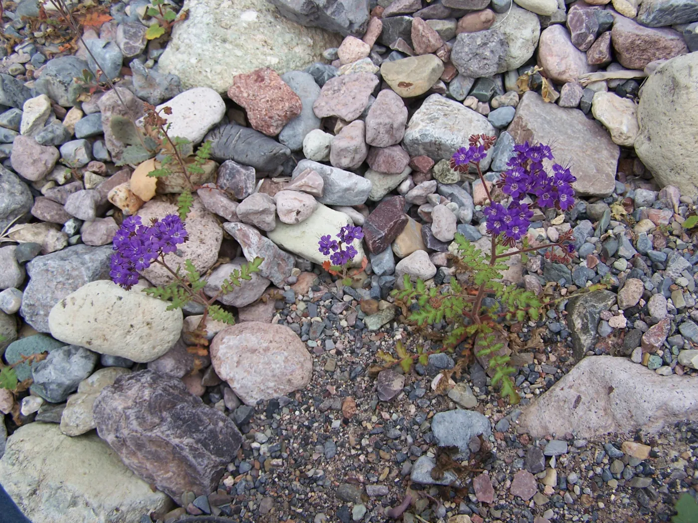 Phacelia