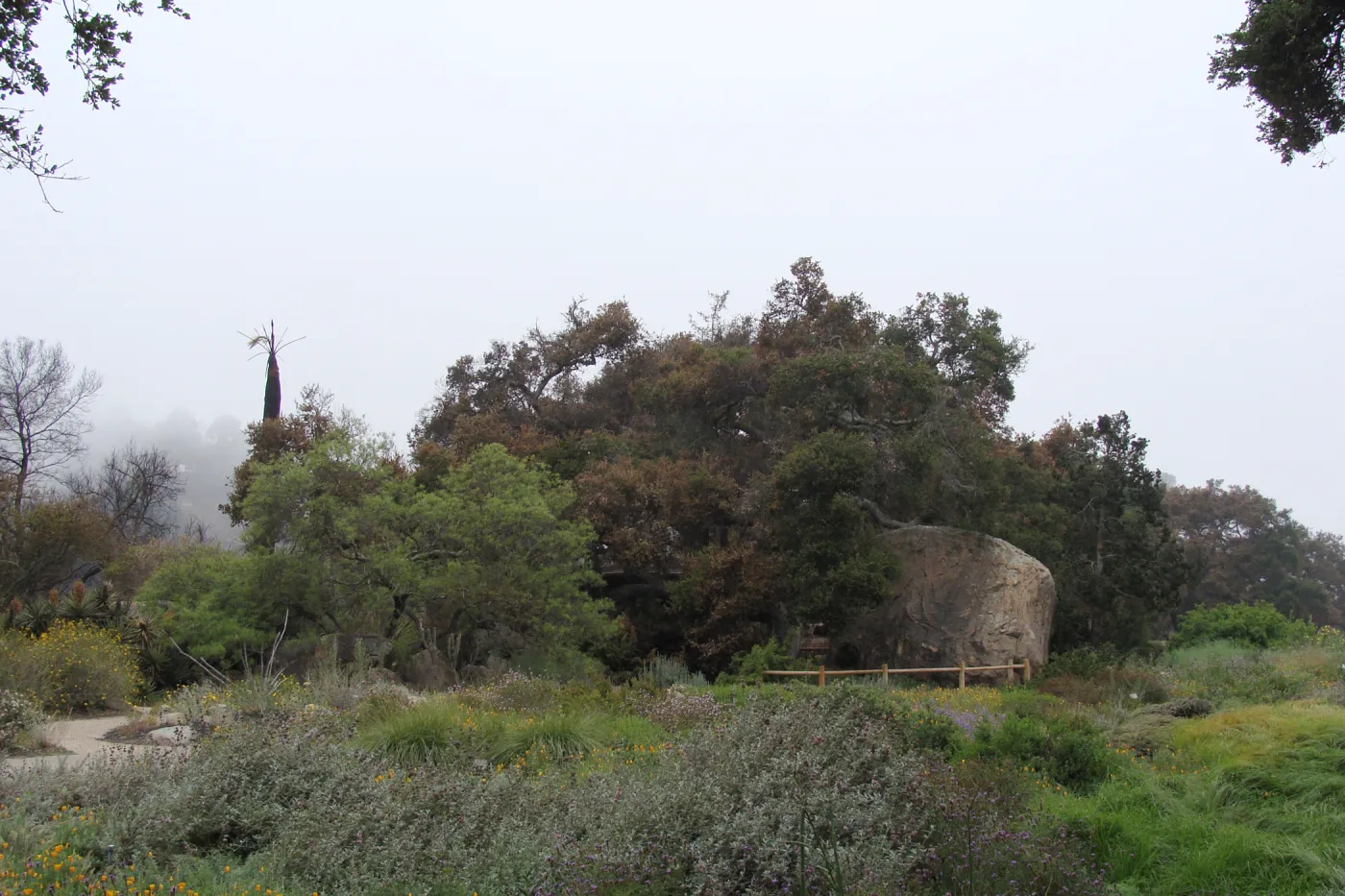 burned Meadow Oaks with Blaksley Boulder, Santa Barbara Botanic Garden, after the Jesusita Fire