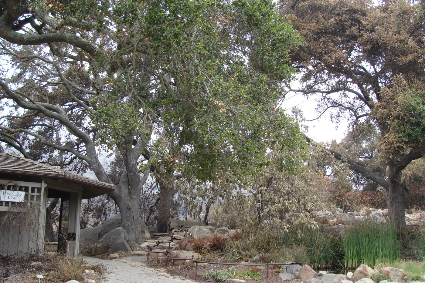 Information Kiosk and Pond, Santa Barbara Botanic Garden, after the Jesusita Fire