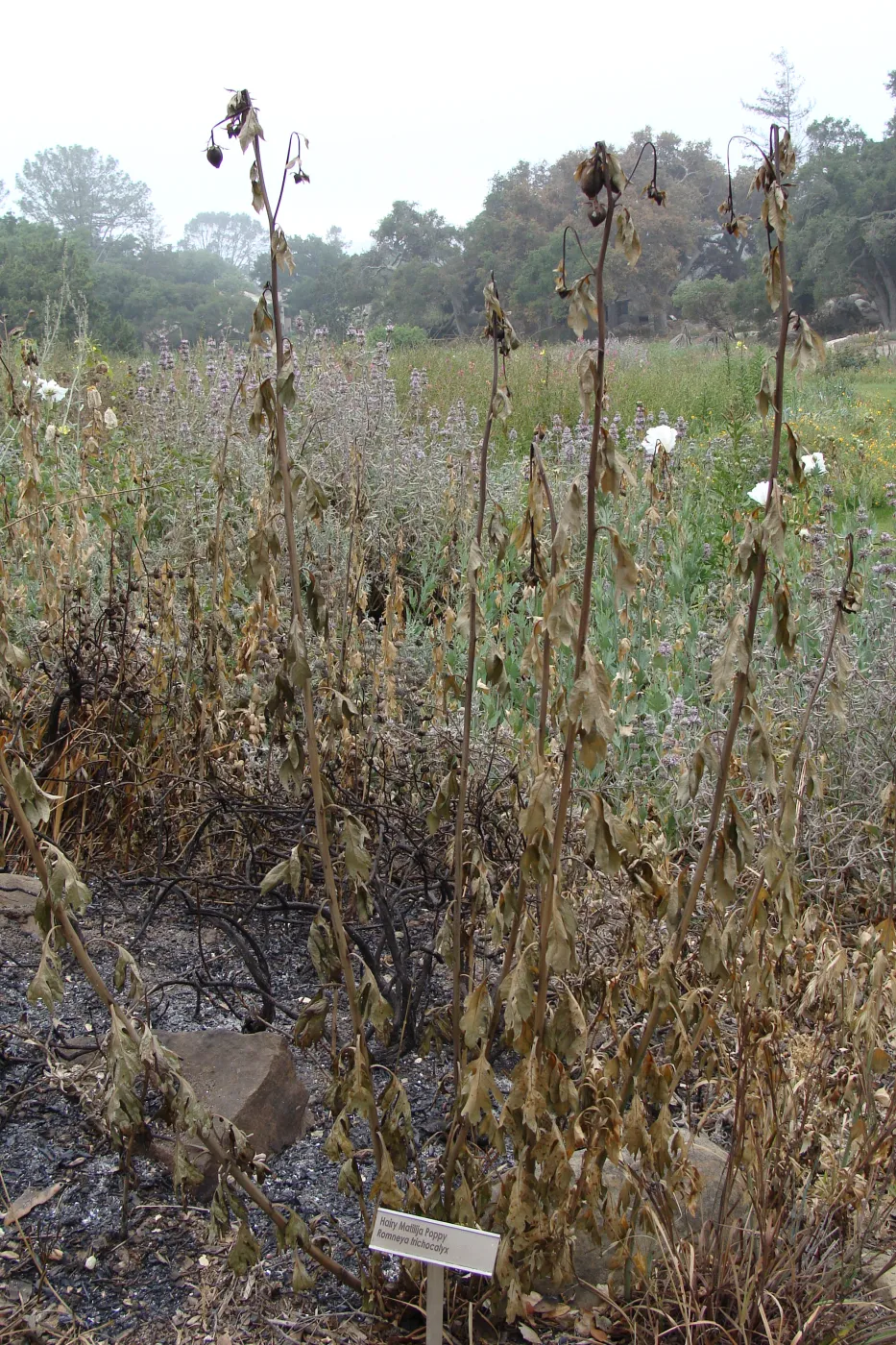 burned Matilija Poppy plants, at the top of the Meadow, Santa Barbara Botanic Garden, after the Jesusita Fire