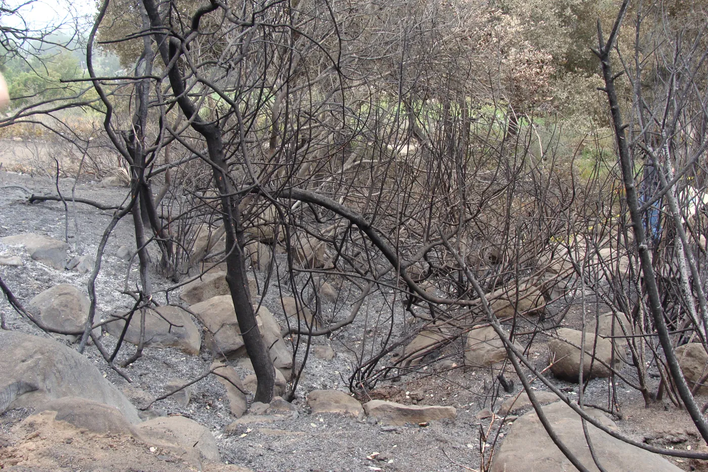 burned vegetation and uncovered rock drainage, Woodland Trail, Santa Barbara Botanic Garden, after the Jesusita Fire