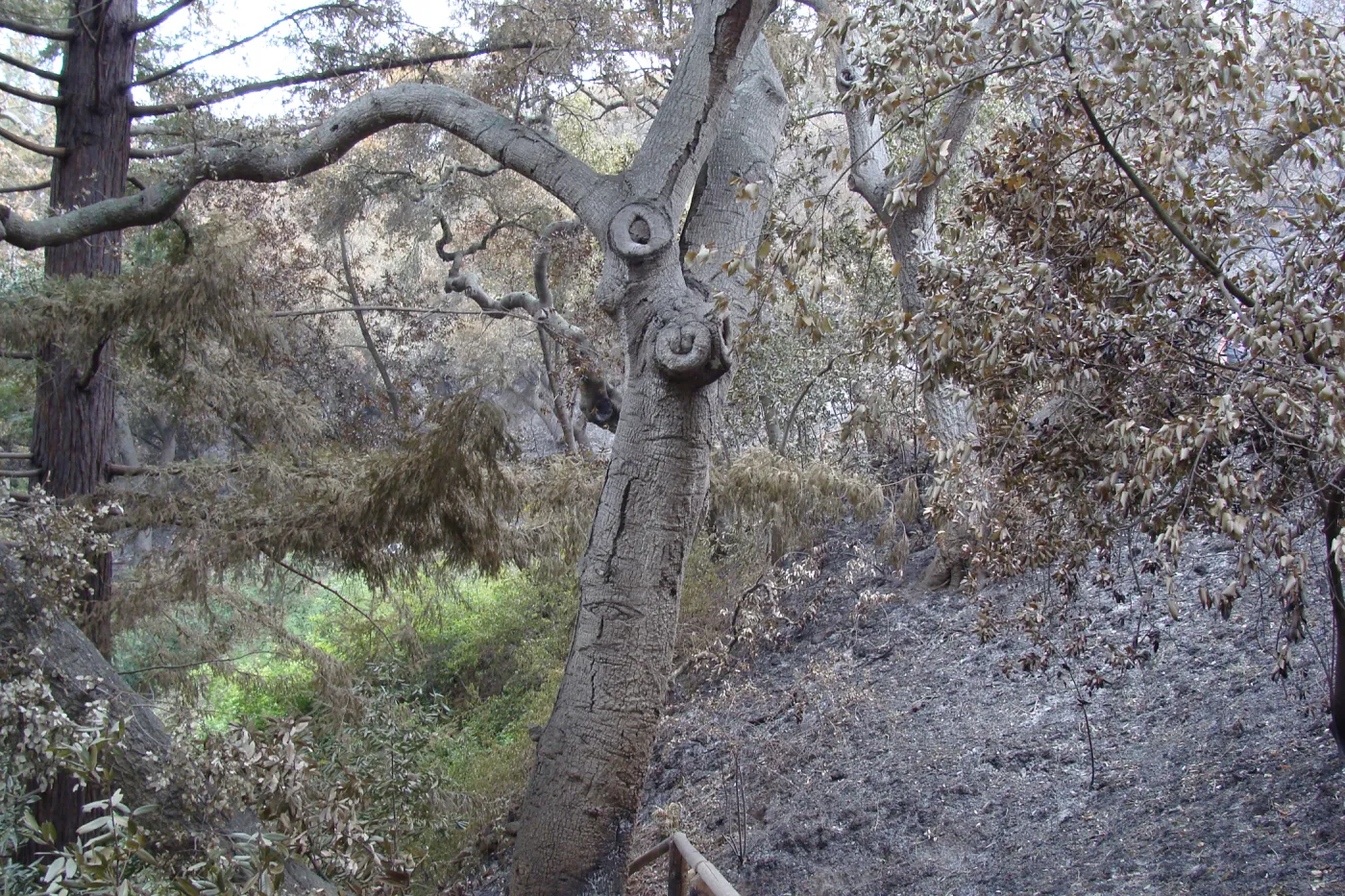 burned vegetation at top of the Indian Steps, Santa Barbara Botanic Garden, after the Jesusita Fire